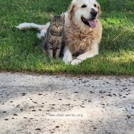 Foto 1/1 Corona dite Coco Chat perdido en Tonnay boutonne