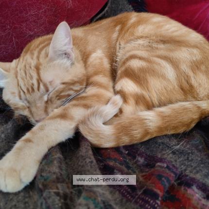 Foto 1/1 Broussaille Chat perdido en Aix en provence