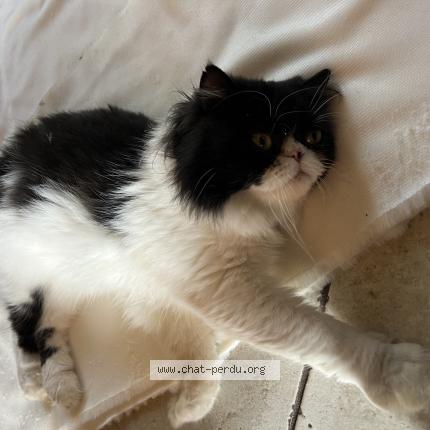 Foto 1/1 SHAMALOW Chat perdido en La chapelle yvon