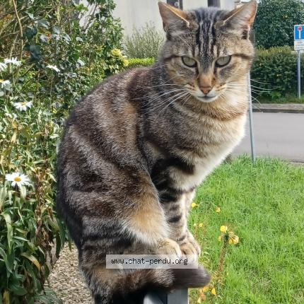 Foto 1/1 Dominique Bernard Chat perdido en Plouzane