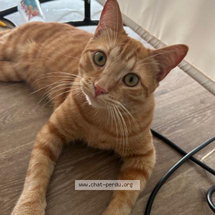 Foto 1/1 Caramel Chat perdido en Ygos saint saturnin