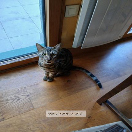 Foto 1/1 moogli Chat perdido en Paris