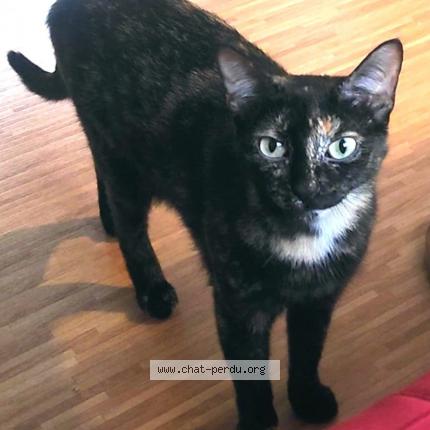 Foto 1/1 Bigoudi Chat perdido en Joue les tours