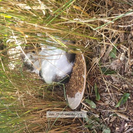 Foto 1/1 Gato encontrado Encontrado en 59100 roubaix