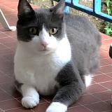 Foto del gato perdido en Nantes