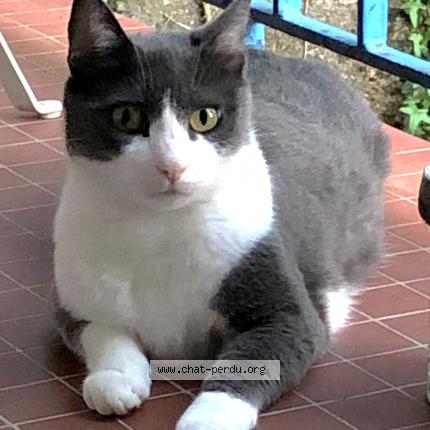 Foto 1/1 ONYX Chat perdido en Nantes