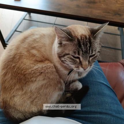 Foto 1/1 Nes Chat perdido en Quimper