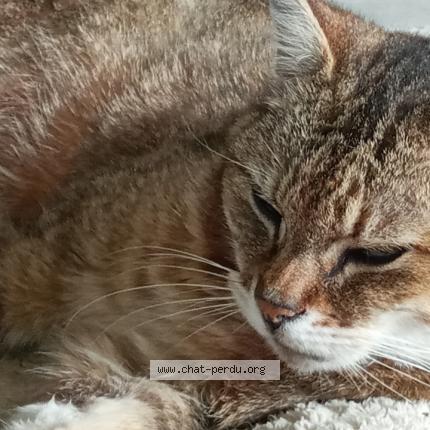 Foto 1/1 Lénia Chat perdido en Genay