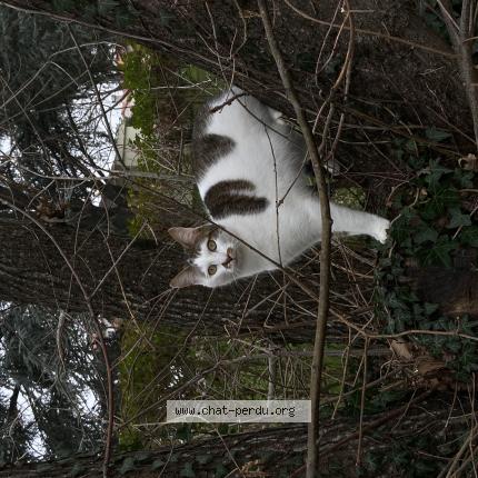 Foto 1/1 Lull Chat perdido en Seignosse