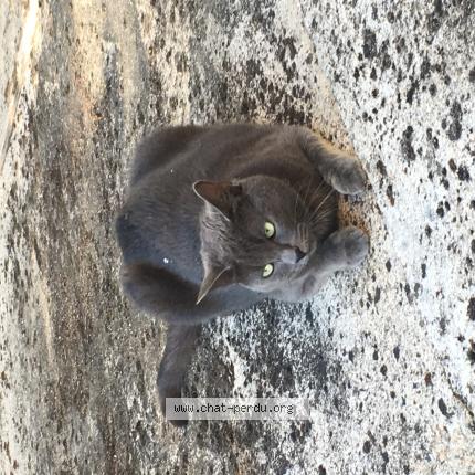 Foto 1/1 Nala Chat perdido en Ambres