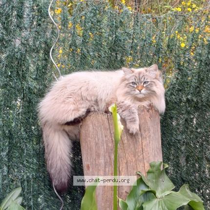 Foto 1/1 Wulf Chat perdido en Beaumont de lomagne