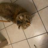 Foto del gato perdido en Razac Sur L Isle