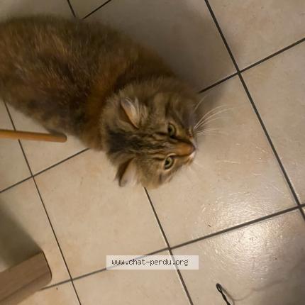 Foto 1/1 Isidore Chat perdido en Razac sur l isle