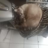 Foto del gato perdido en Cambes