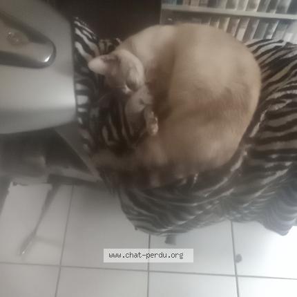 Foto 1/1 Isis Chat perdido en Cambes