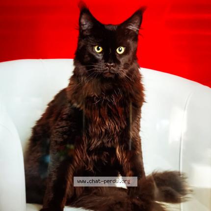 Foto 1/1 Wally Chat perdido en Montmartin sur mer