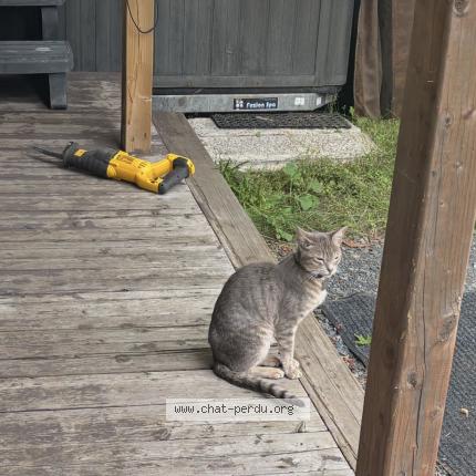 Foto 1/1 Agath Chat perdido en Saint roch de mekinac