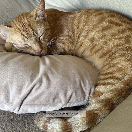 Foto 1/3 Willow Chat perdido en Conflans