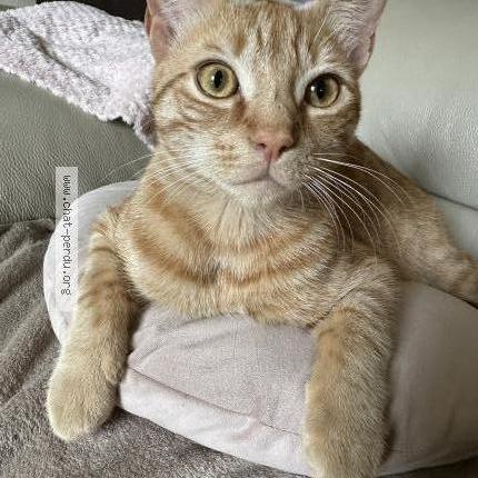 Foto 2/3 Willow Chat perdido en Conflans