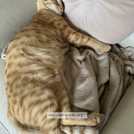 Foto 3/3 Willow Chat perdido en Conflans