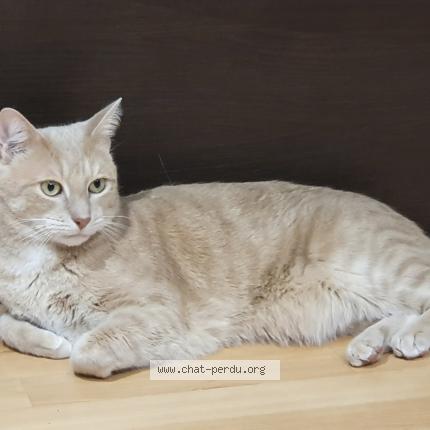 Foto 1/1 TOUTA Chat perdido en Faremoutiers