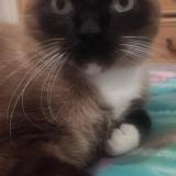 Foto del gato perdido en Lanvaudan