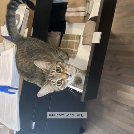 Foto 1/1 Crystal ou Cricri Chat perdido en Brossard