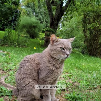 Foto 1/1 Nougat Chat perdido en Saint ay