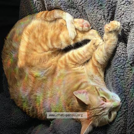 Foto 1/1 Gato encontrado Perdido en Seilhac