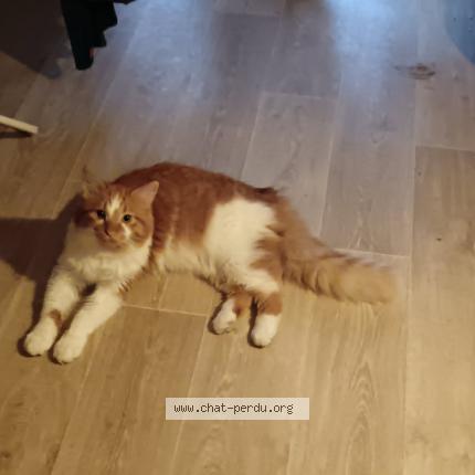 Foto 1/1 Rouston Chat perdido en Toulouse