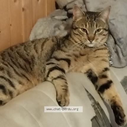 Foto 1/1 Yakari Chat perdido en La batie neuve