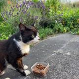 Foto del gato perdido en Vieux Charmont