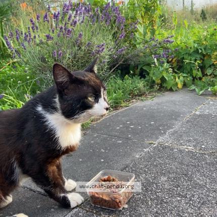 Foto 1/1 Mimine Chat perdido en Vieux charmont