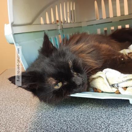 Foto 1/1 Gato encontrado Encontrado en Colomiers