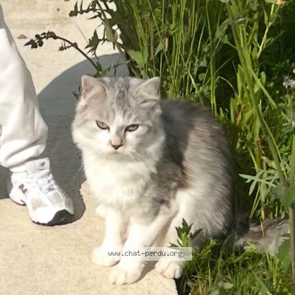 Foto 1/1 Moly Chat perdido en Paris