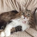 Foto del gato perdido en Cazalis