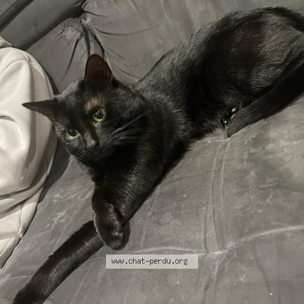 Foto 1/1 Carle Maëva Chat perdido en Plerin