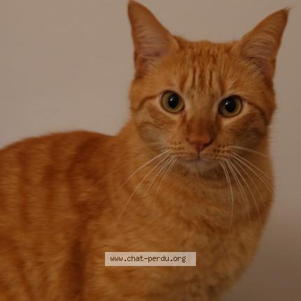 Foto 1/1 Tigrou Chat perdido en Suresnes