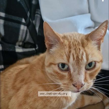 Foto 1/1 Cheddar Chat perdido en Brest