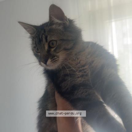 Foto 1/1 muezza Chat perdido en Merignac