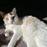 Foto del gato perdido en Salles