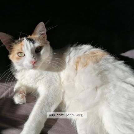 Foto 1/1 Caramelle Chat perdido en Salles