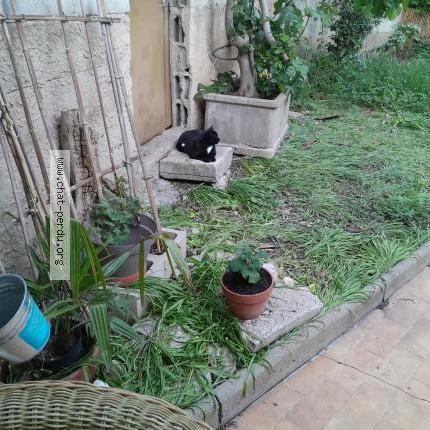 Foto 1/2 Francoise Casa Chat perdido en Cavaillon