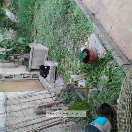 Foto 2/2 Francoise Casa Chat perdido en Cavaillon