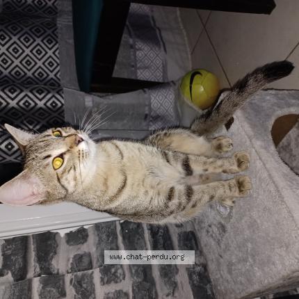 Foto 1/1 Kiwi Chat perdido en Gap