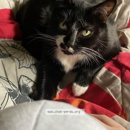 Foto 1/1 Spencer Chat perdido en Lomme