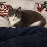 Foto del gato perdido en Thorigne Fouillard