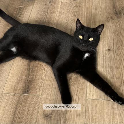 Foto 1/1 Eddie Chat perdido en Lorry les metz