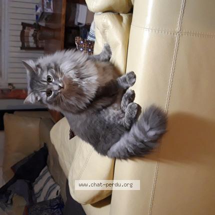 Foto 1/1 TITUS Chat perdido en Castres