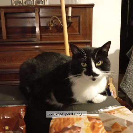 Foto 1/1 Mitsuo Chat perdido en Bonson